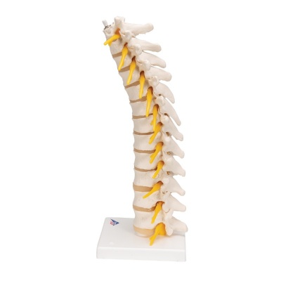 3B Scientific Thoracic Spine Model